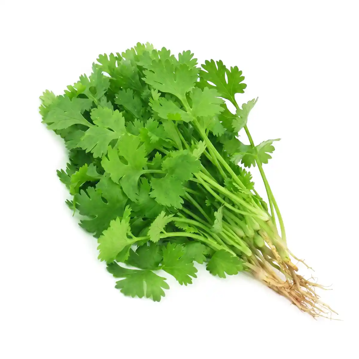 Coriander Leaves (ধনেপাতা) 1 আটি