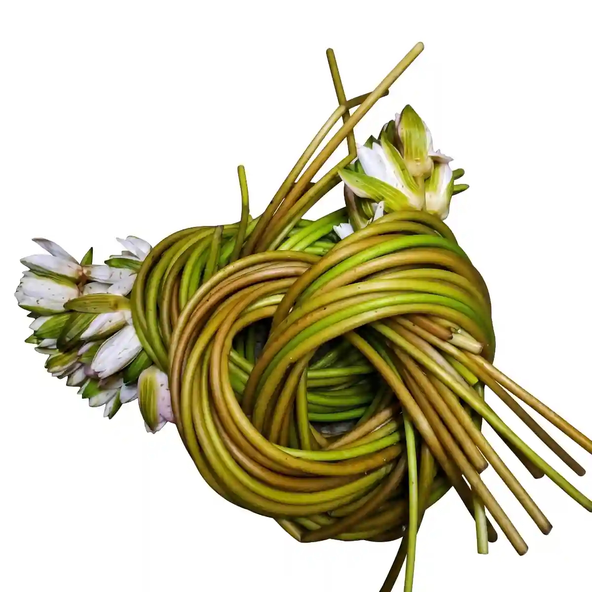 Water Lily Greens (শাপলা শাক) 1 আটি