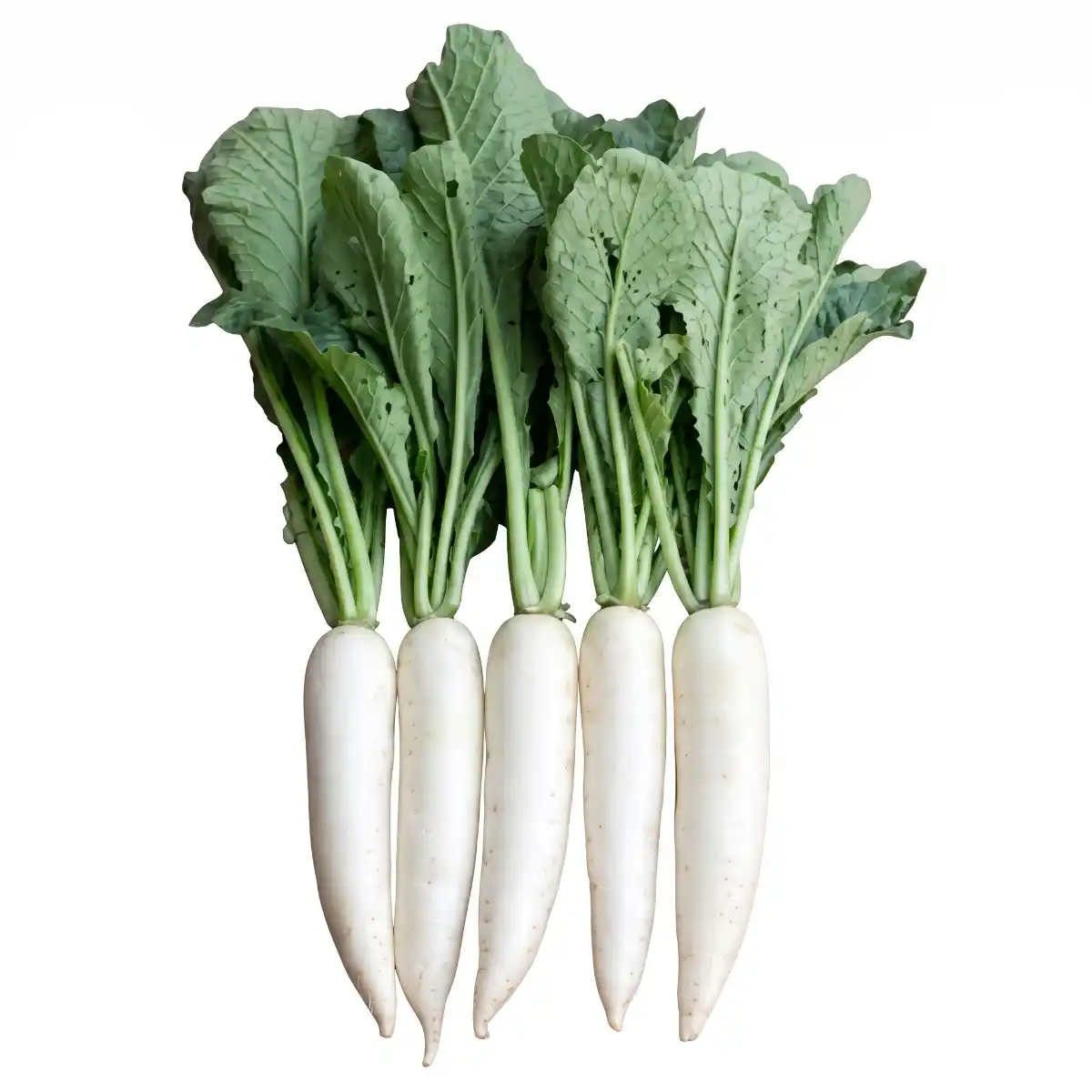 Radish (মূলা) 1 kg
