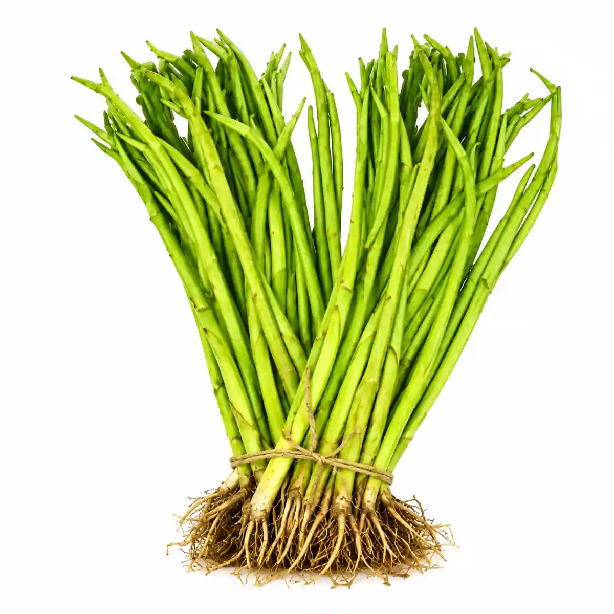 Taro Stem with Root (লতি কচু) 1 আটি