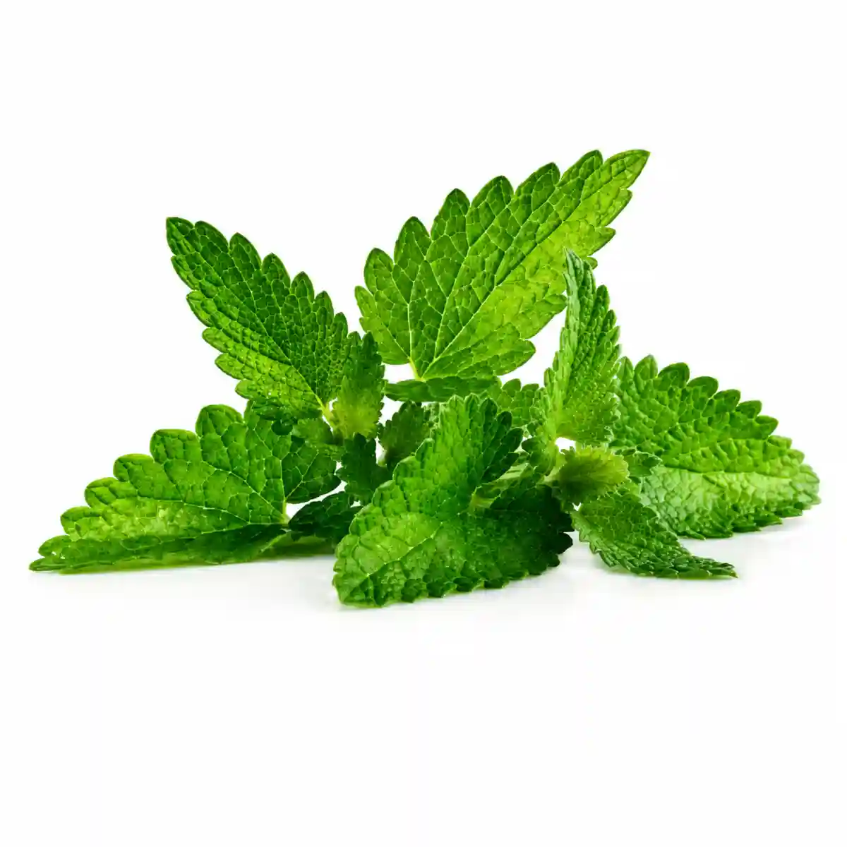 Mint Leaves (পুদিনা) 1 আটি
