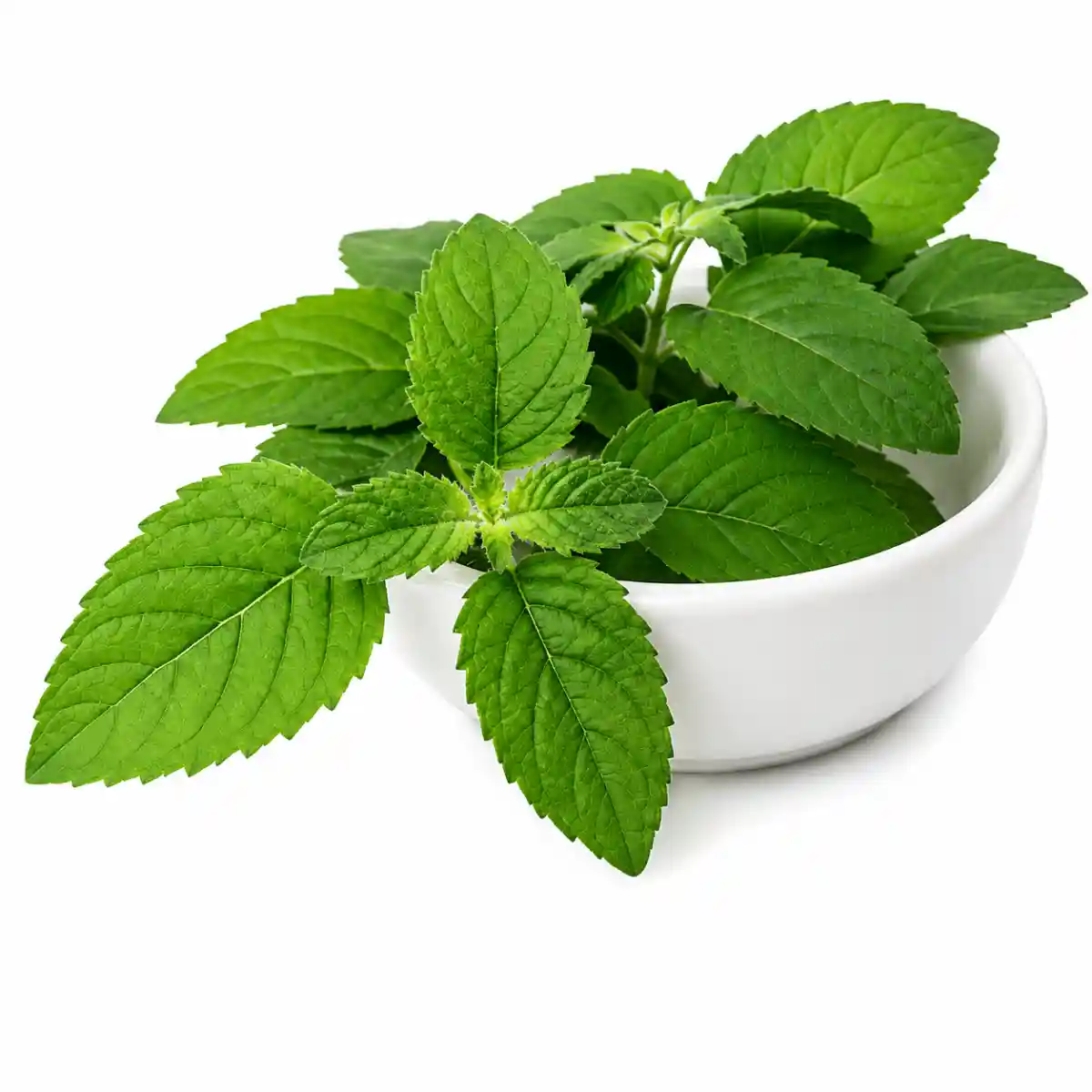 Holy Basil (তুলসী) 1 আটি